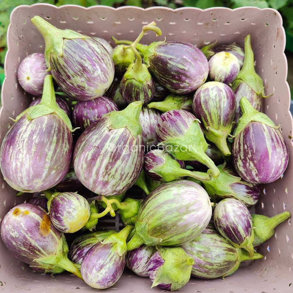 BRINJAL